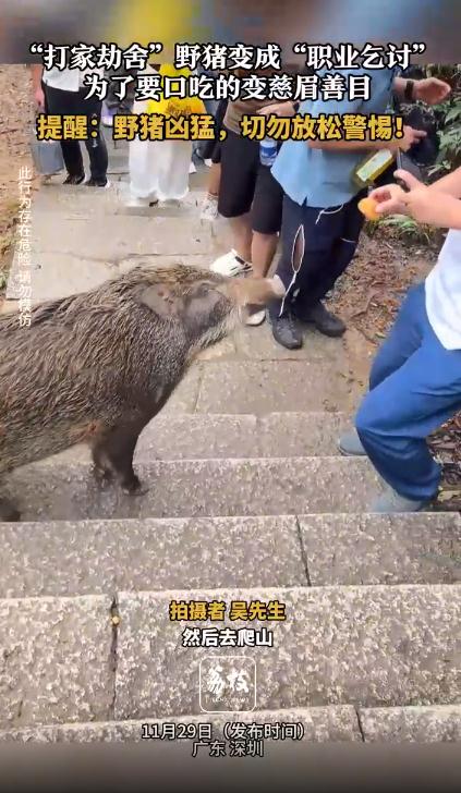 数十头野猪拖家带口乞讨为生